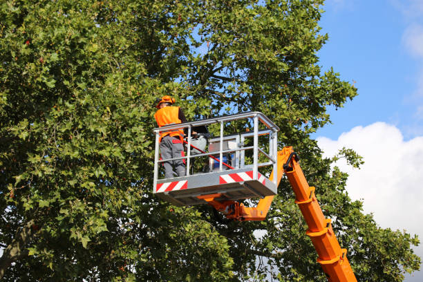 Best Hazardous Tree Removal  in Upper Montclair, NJ